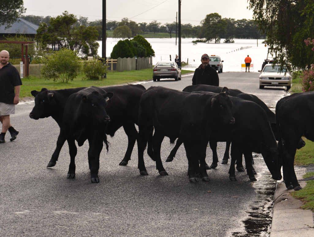 ON THE MOVE: Helpers move cattle, owned by Ross Clarkson, up Little Pratten St, Warwick, away from the Condamine River flood in East Warwick at 6.30am Monday. ON THE MOVE: Helpers move cattle, owned by Ross Clarkson, up Little Pratten St, Warwick, away from the Condamine River flood in East Warwick at 6.30am Monday.